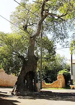 In Muntić, Croatia, planted in the early 16th century