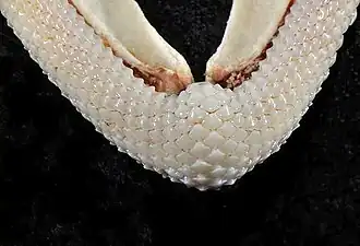 Lower teeth