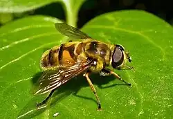 Myathropa