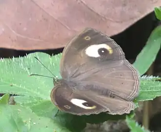 Imago (dorsal view)
