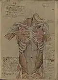 Muscles of the trunk
