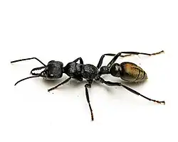 a specimen of the species, an ant with a yellow gaster