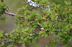 "foliage"
