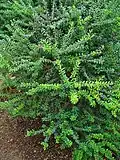 Foliage