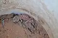 N. levis caught in a pitfall trap at Calperum, South Australia