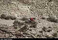 NAJA border guard rangers on A NAJA border guard ranger on the Iran-Pakistan border