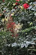Nandina domestica 'Richmond' in Conservatoire botanique national de Brest