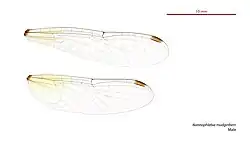Male wings