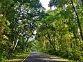National Highway 717 penetrating the national park