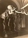 Hall with two elephant skeletons