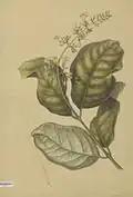 Fagraea racemosa Wallich, 19th century