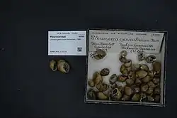 Shell specimen
