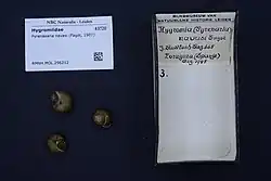 Pyrenaearia navasi