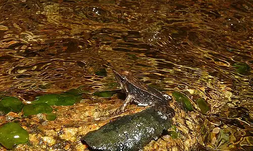 Lateral view