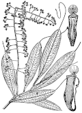Nepenthes tomoriana holotype (Rachmat 645)