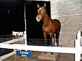 Nero was a horse in the RCMP's Musical Ride. After his death, he was stuffed by a taxidermist and put on display at the museum.
