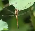 Teneral male