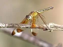 Female face