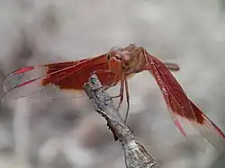 Male face
