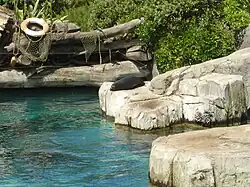 New Zealand Fur Seal