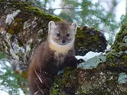 Brown and white martin