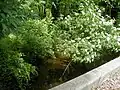 Nine Mile Run crossing Route 27