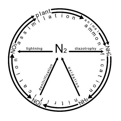 Classical representation of nitrogen cycle
