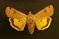 Lunar yellow underwing Noctua orbona Noctuinae