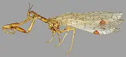 Habitus of a male of Nolima victor (abdomen removed)