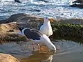 A pair at Point Lobos