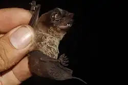 Brown bat