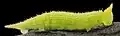 Larva