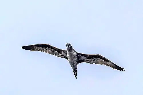 juvenile