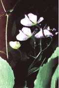 Northern monkshood, white phase