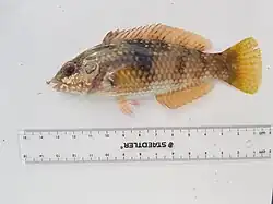 Juvenile