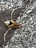 Notonecta maculata, Germany