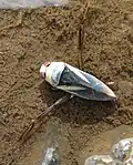 Notonecta obliqua, UK