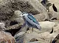 N. n. obscurus, Tomé, southern Chile