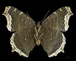 Male, ventral side
