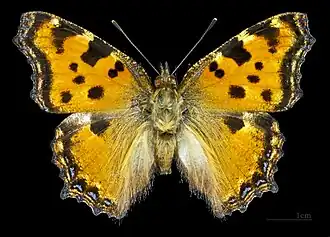 Male, dorsal side