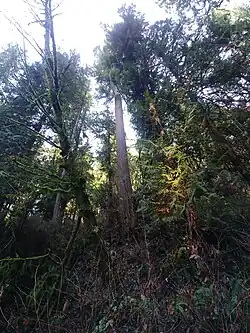 Lower Loop Trail