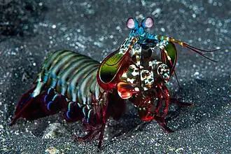 Odontodactylus scyllarus (Stomatopoda)