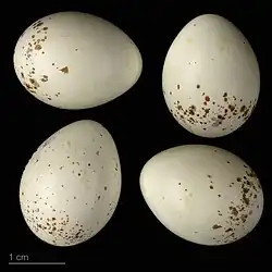 O. l. aegra - MHNT