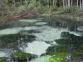 Saula Blue Springs
