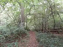 Old Park Wood