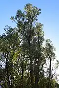 A tall Olearia albida growing at the Dunedin Botanic Gardens