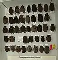 Omorgus monachus variation