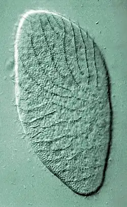 Opalina cell covered in numerous rows of cilia