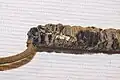 Close-up of caterpillar