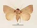 Female, ventral view